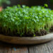 Basilicum microgroenten